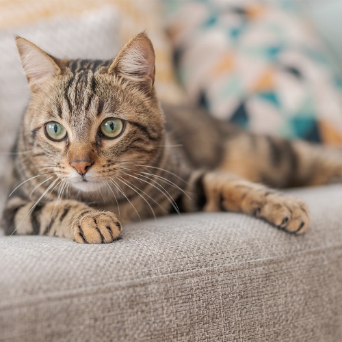 We love your furry friends! a cat on a couch